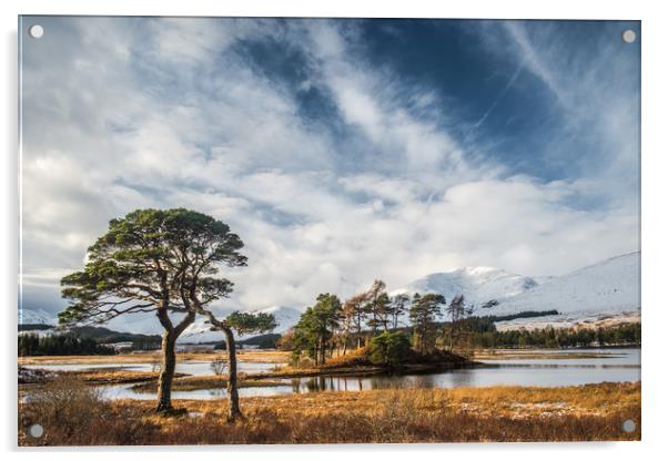 Scots Pine Trees at Loch Tulla Acrylic by George Robertson