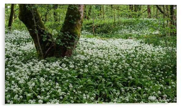 Wild Garlic Flowers In The Forest Acrylic by George Robertson