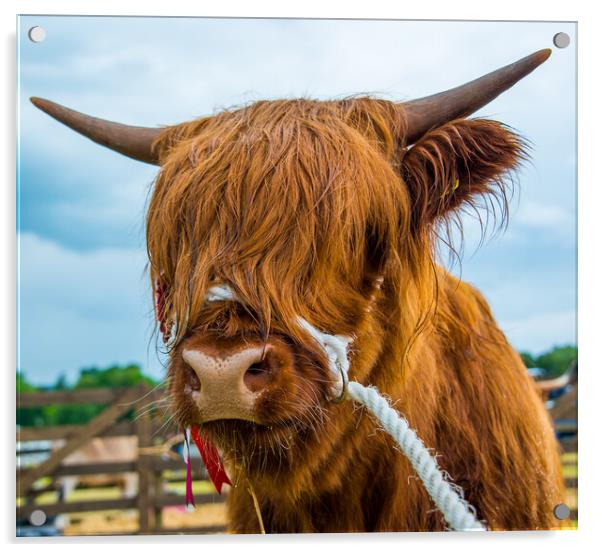 Highland cow Acrylic by George Robertson