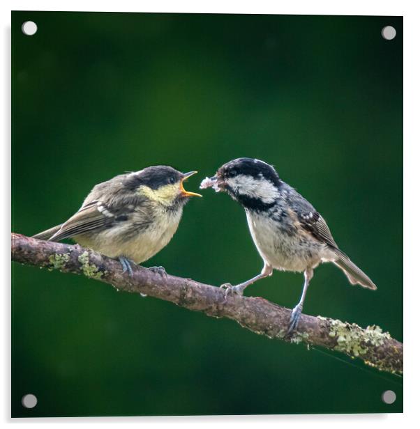 Great Tits feeding on a branch Acrylic by George Robertson