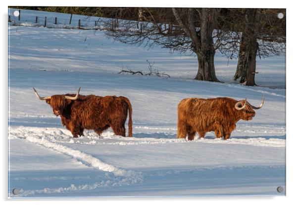 Two Highland cows in a snowy field Acrylic by George Robertson