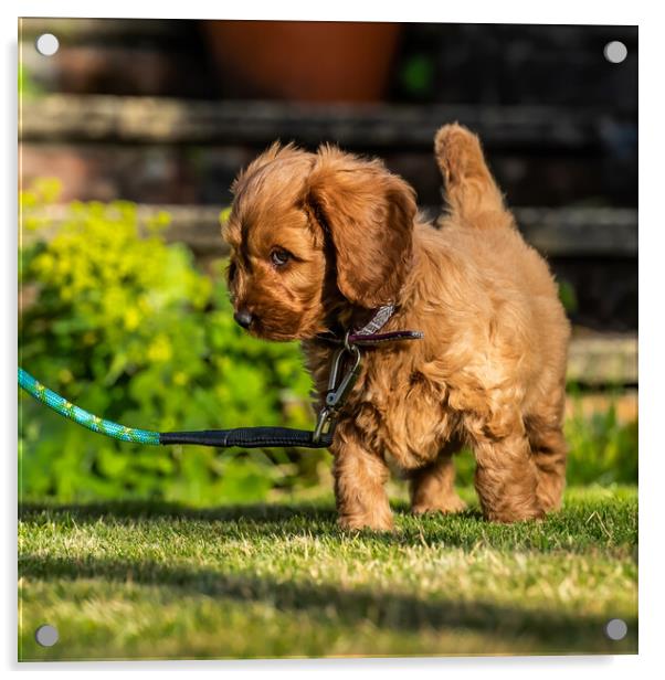 Red Cockapoo puppy Acrylic by George Robertson