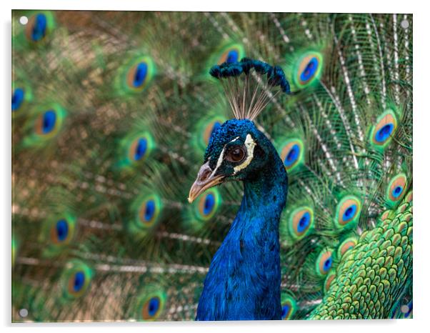 Indian Peacock, Pavo cristatus, displaying its colorful feathers Acrylic by George Robertson