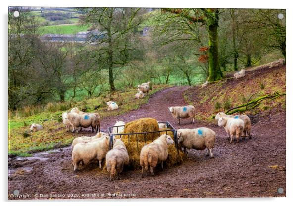 Sheep Feeding in the Brecon Beacons Acrylic by Dan Santillo