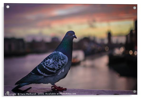 Feathered friend at sunrise Acrylic by Sara Melhuish