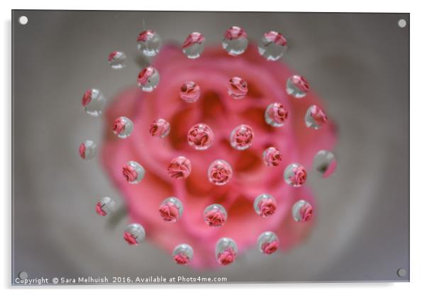 tiny tiny petals Acrylic by Sara Melhuish