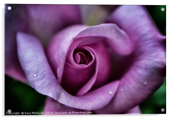 Purpleiscious Rose Acrylic by Sara Melhuish