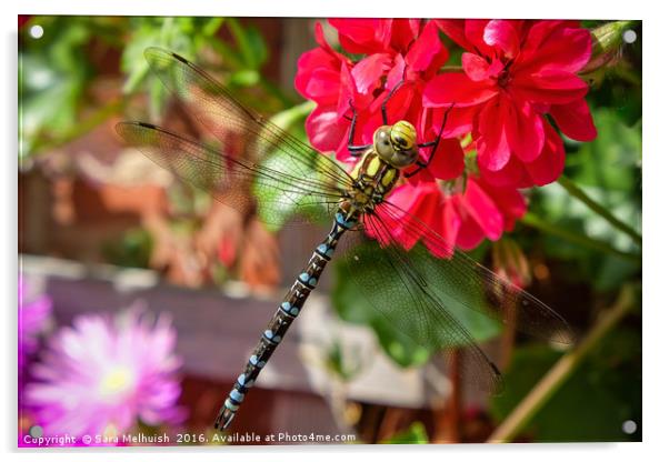 The dragonfly & geranium Acrylic by Sara Melhuish