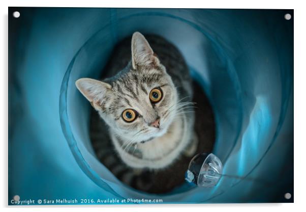 Russian blue kitty cat Acrylic by Sara Melhuish