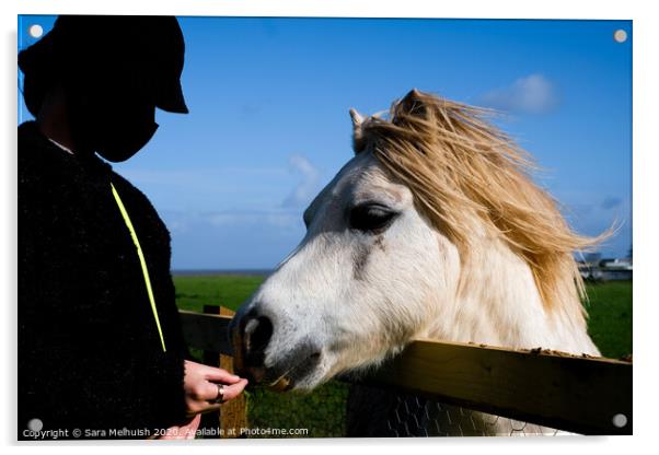 Girl feeding horse Acrylic by Sara Melhuish