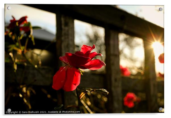 The autumnal rose Acrylic by Sara Melhuish