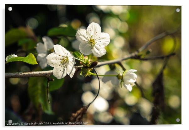 Apple blossom Acrylic by Sara Melhuish