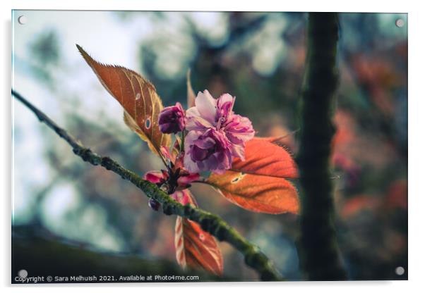 Pink cherry blossom Acrylic by Sara Melhuish