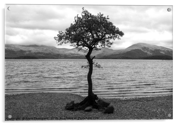 Tree in Loch Lomond Acrylic by Piers Thompson