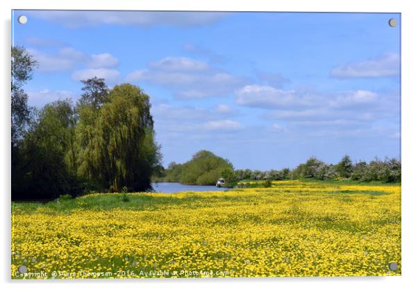 Buttercups by River Thames Acrylic by Piers Thompson