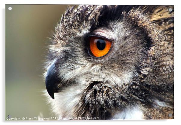 Closeup portrait of a European Eagle Owl  Acrylic by Piers Thompson