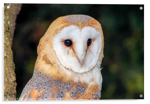 A portrait of a Barn Owl Acrylic by Piers Thompson