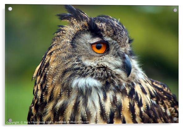 The European Eagle Owl Acrylic by Piers Thompson