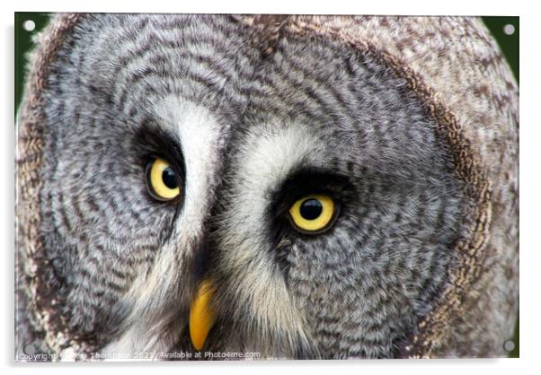 Portrait of a Great grey owl  Acrylic by Piers Thompson
