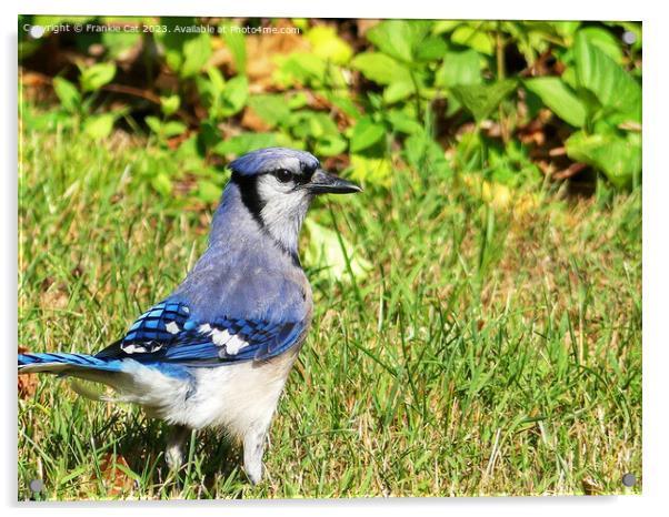 Northern Blue Jay Acrylic by Frankie Cat