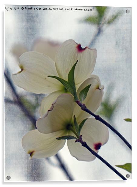 Dogwood Blossoms Acrylic by Frankie Cat