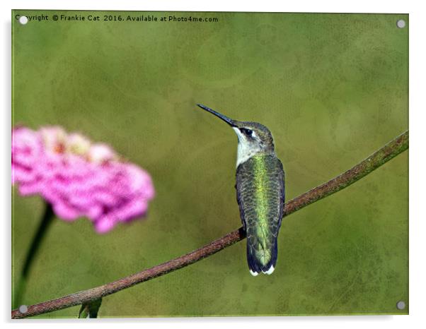 Hummingbird and Zinnia Acrylic by Frankie Cat