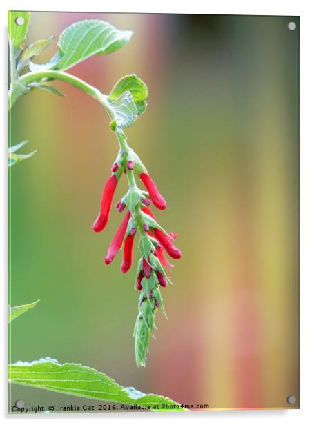 Pineapple Sage Bloom Acrylic by Frankie Cat