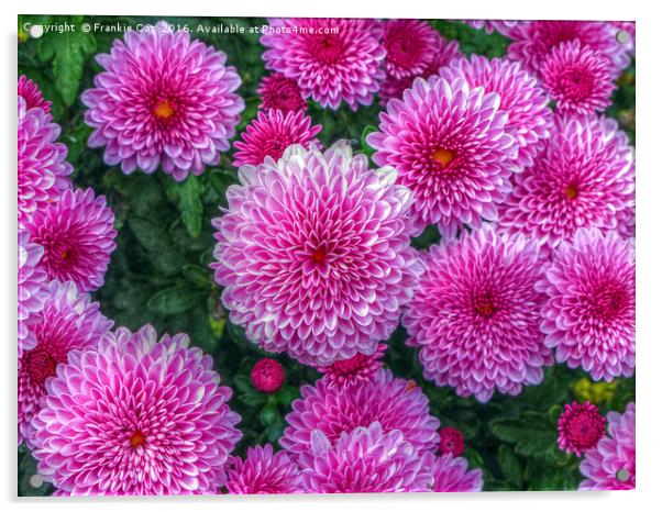 Purple Mums Acrylic by Frankie Cat