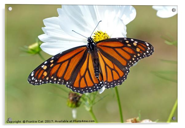Monarch Butterfly on Cosmos Acrylic by Frankie Cat