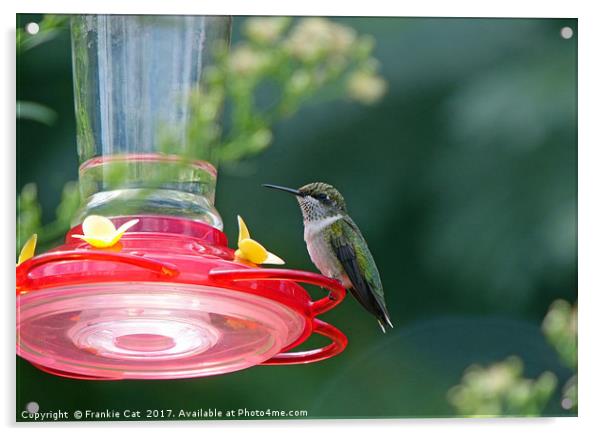 Perched Hummingbird Acrylic by Frankie Cat