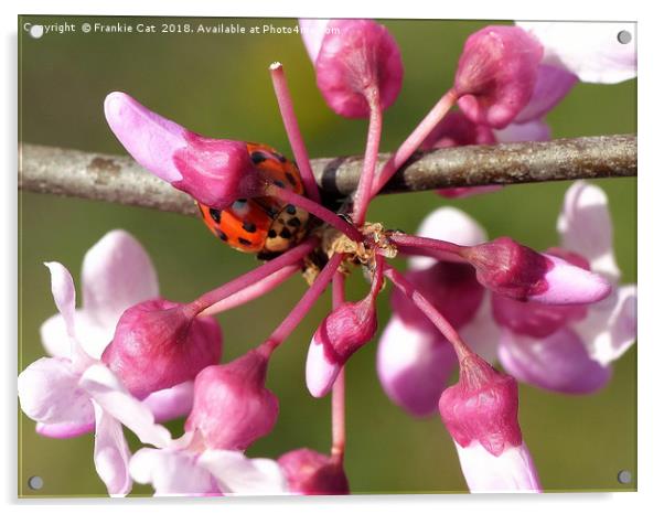 Flowering Redbud with Ladybug Acrylic by Frankie Cat