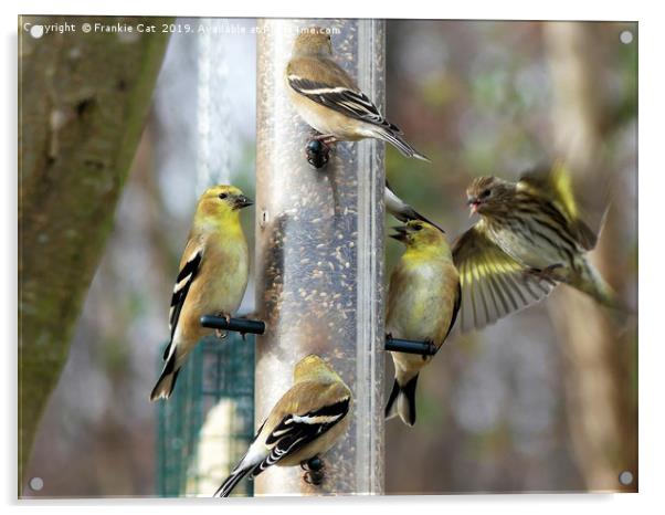 Goldfinches at the Feeder Acrylic by Frankie Cat