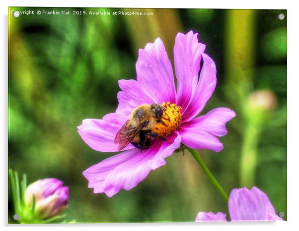 Bumble Bee on Pink Cosmos Acrylic by Frankie Cat