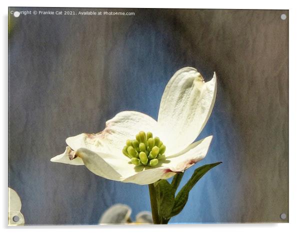 White Dogwood Bloom Acrylic by Frankie Cat