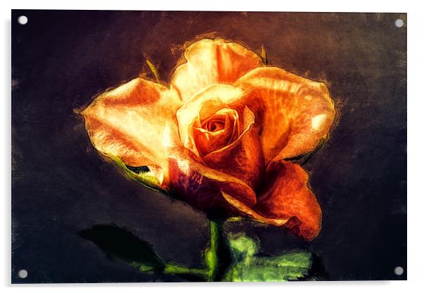 orange rose Acrylic by Dagmar Giers