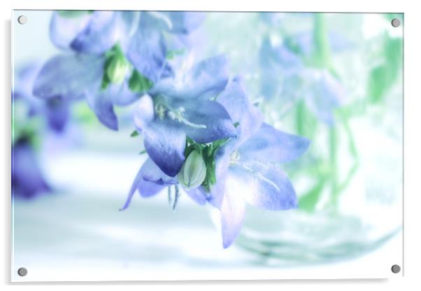 Carpathian Bellflower blue Clipps Acrylic by Dagmar Giers