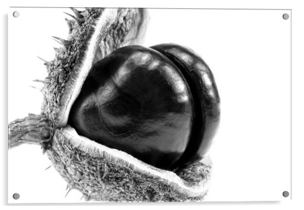 The horse chestnut (Aesculus hippocastanum) 3 Acrylic by Dagmar Giers