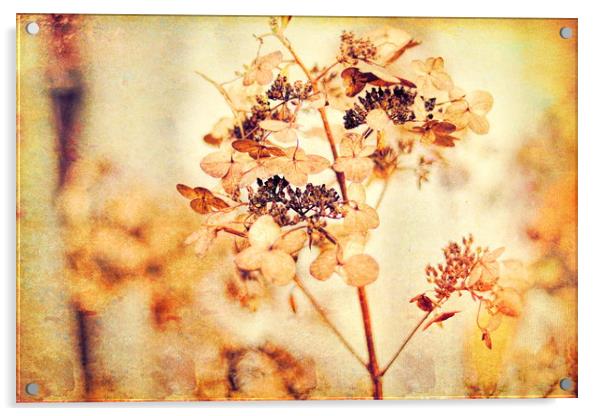 Hydrangeas in the autumn  Acrylic by Dagmar Giers