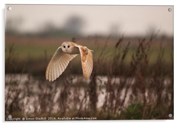 Barn Owl in Flight Acrylic by Simon Gledhill
