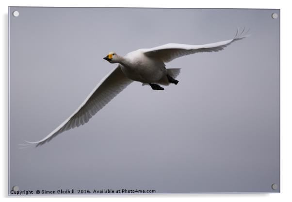 Whooper Swan in Flight Acrylic by Simon Gledhill