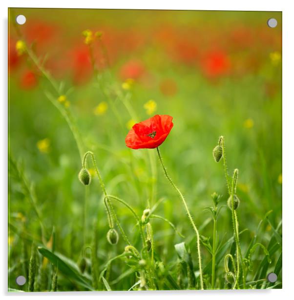 Poppy Field Acrylic by Paul Andrews