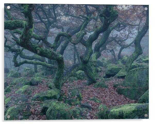 Spooky Oak Trees Acrylic by Paul Andrews