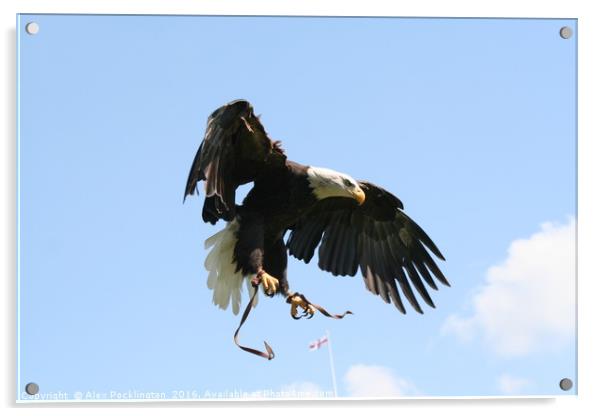 The Eagle is Landing Acrylic by Alex Pocklington