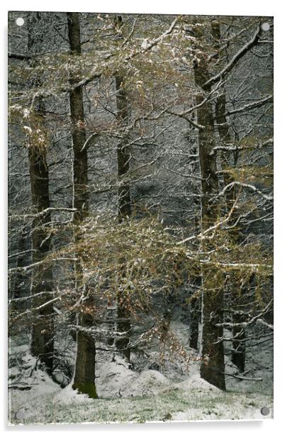Larch in snow. Acrylic by Mark Bowman