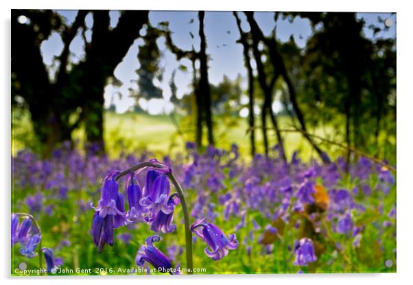 Spring Bluebells Acrylic by John Gent