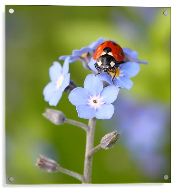 Forget-me-not Ladybird Acrylic by Iain Leadley