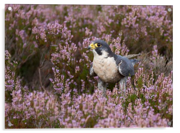 Peregrine Falcon in heather Acrylic by Iain Leadley