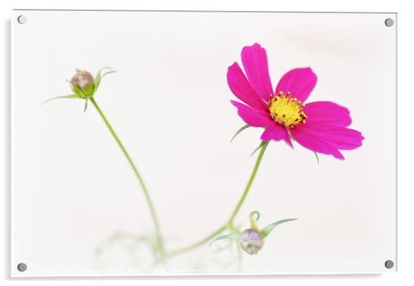 Mexican Aster Acrylic by Kasia Design