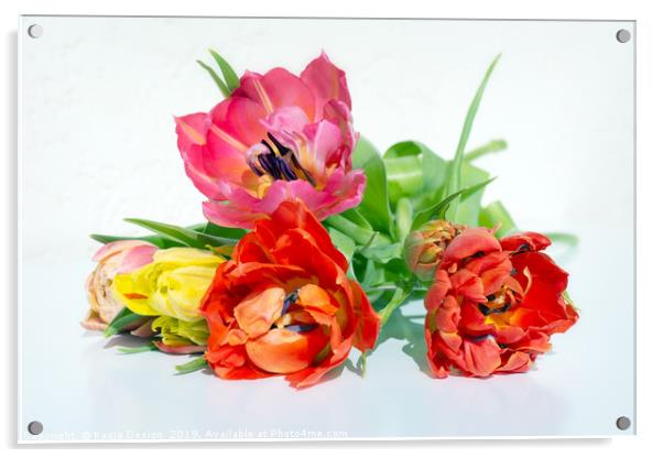 Vibrant Spring Tulips Acrylic by Kasia Design