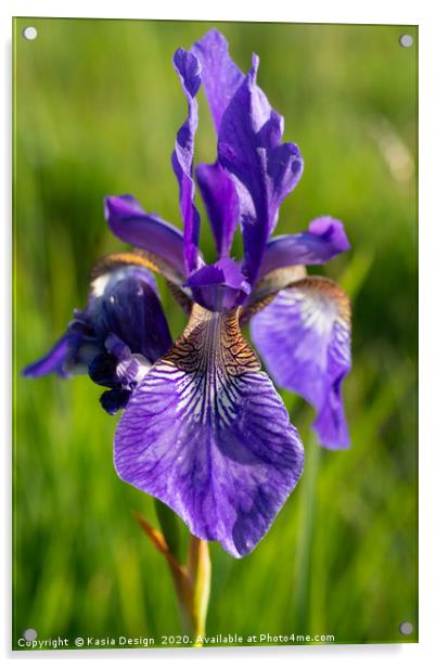 Siberian Iris Acrylic by Kasia Design